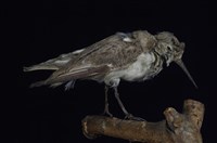 藏品(濱鷸)的圖片